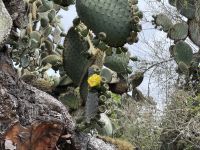 Charles Darwin Station - Isla Santa Cruz