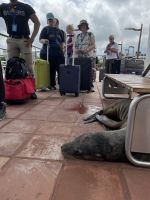 Am Hafen von Isla Santa Cruz