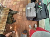 Am Hafen von Isla Santa Cruz