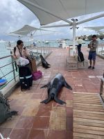 Am Hafen von Isla Santa Cruz