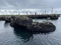 Bootsausflug auf Isla Isabela zu den Felsen von 