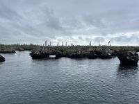 Bootsausflug auf Isla Isabela zu den Felsen von 