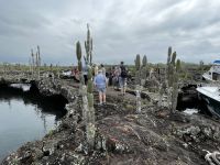 Isla Isabela - Felsen von 