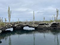 Isla Isabela - Felsen von 
