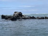 Isla Isabela - Felsen von 