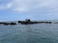 Isla Isabela - Felsen von 