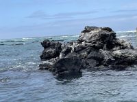 Isla Isabela - Felsen von 