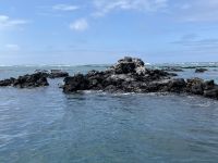 Isla Isabela - Felsen von 