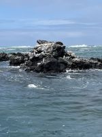 Isla Isabela - Felsen von 