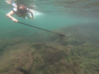 Schnorcheln vor der Insel Isla Isabela