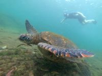 Schnorcheln vor der Insel Isla Isabela