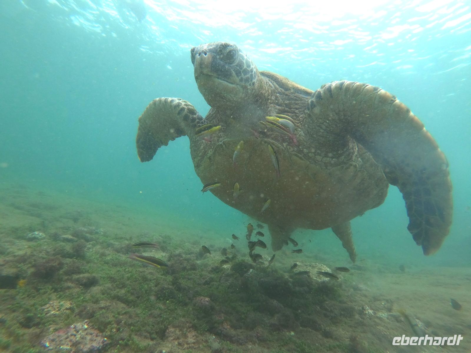 Schnorcheln vor der Insel Isla Isabela