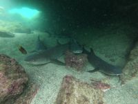 Schnorcheln vor der Insel Isla Isabela