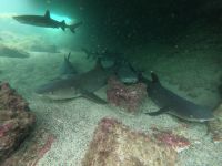 Schnorcheln vor der Insel Isla Isabela