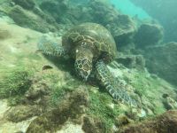 Schnorcheln vor der Insel Isla Isabela