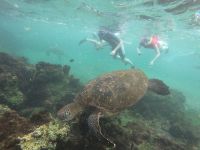 Schnorcheln vor der Insel Isla Isabela