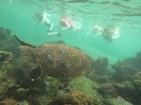 Schnorcheln vor der Insel Isla Isabela