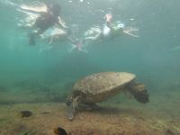 Schnorcheln vor der Insel Isla Isabela