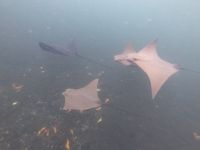 Schnorcheln vor der Insel Isla Isabela