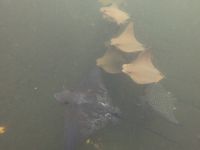 Schnorcheln vor der Insel Isla Isabela