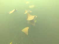 Schnorcheln vor der Insel Isla Isabela