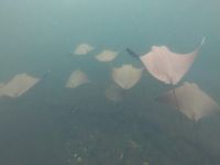 Schnorcheln vor der Insel Isla Isabela