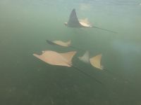 Schnorcheln vor der Insel Isla Isabela