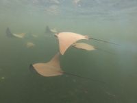 Schnorcheln vor der Insel Isla Isabela