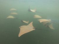 Schnorcheln vor der Insel Isla Isabela