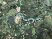 Schnorcheln vor der Insel Isla Isabela