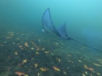 Schnorcheln vor der Insel Isla Isabela