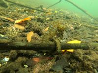 Schnorcheln vor der Insel Isla Isabela