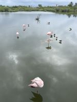 Isla Isabela - Flamingos