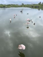 Isla Isabela - Flamingos