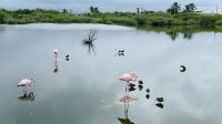 Isla Isabela - Flamingos
