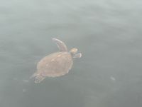 Osterinsel - Wasserschildkröte