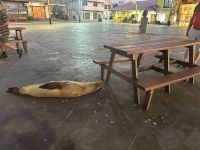 Galapagos - San Cristobal  - Seelöwe