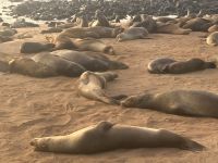 Galapagos - San Cristobal  - Seelöwen