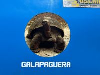 Galapagos - San Cristobal - erste Schildkröte