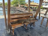 Galapagos - San Cristobal  - Seelöwen