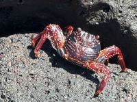 Galapagos - San Cristobal  - Krabbe