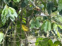 Galapagos - Santa Cruz - Kanarienvogel
