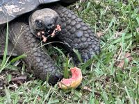 Galapagos - Santa Cruz - Riesenschildkröte