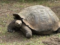 Galapagos - Santa Cruz - Riesenschildkröte