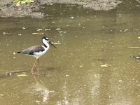 Galapagos - Santa Cruz - Stelzenvogel