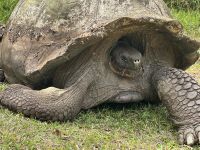 Galapagos - Santa Cruz - Riesenschildkröte