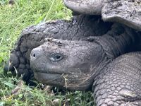 Galapagos - Santa Cruz - Riesenschildkröte