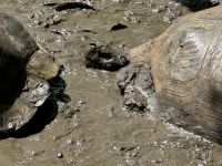 Galapagos - Santa Cruz - Riesenschildkröte