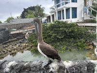Pelikan am Frühstücksrestaurant