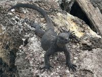 Echse am Frühstücksrestaurant